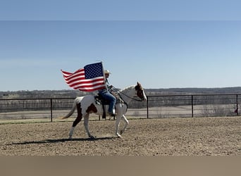 American Paint Horse, Hongre, 10 Ans, 157 cm, Tobiano-toutes couleurs