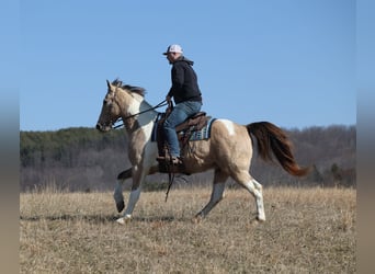 American Paint Horse, Hongre, 10 Ans, 160 cm, Buckskin