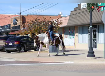 American Paint Horse Croisé, Hongre, 10 Ans, 160 cm, Pinto
