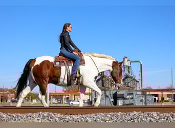 American Paint Horse Croisé, Hongre, 10 Ans, 160 cm, Pinto
