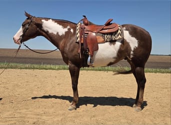 American Paint Horse, Hongre, 10 Ans, 163 cm, Alezan brûlé