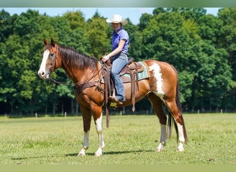 American Paint Horse, Hongre, 10 Ans, Pinto