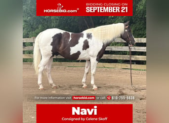 American Paint Horse, Hongre, 10 Ans, Pinto