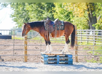 American Paint Horse, Hongre, 10 Ans, Tobiano-toutes couleurs