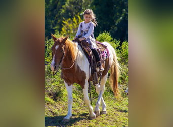 American Paint Horse, Hongre, 11 Ans, 142 cm, Tobiano-toutes couleurs