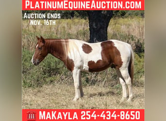 American Paint Horse, Hongre, 11 Ans, 142 cm, Tobiano-toutes couleurs