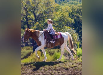 American Paint Horse, Hongre, 11 Ans, 142 cm, Tobiano-toutes couleurs