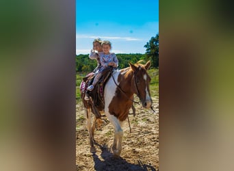 American Paint Horse, Hongre, 11 Ans, 142 cm, Tobiano-toutes couleurs