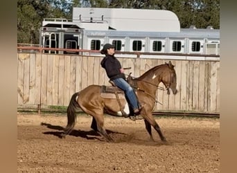 American Paint Horse, Hongre, 11 Ans, 147 cm, Isabelle