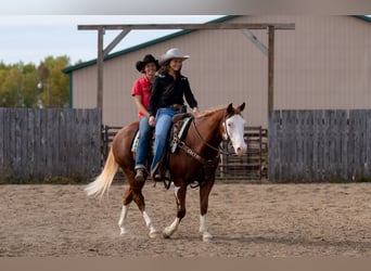 American Paint Horse, Hongre, 11 Ans, 152 cm, Alezan cuivré
