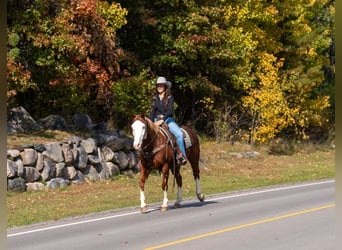 American Paint Horse, Hongre, 11 Ans, 152 cm, Alezan cuivré