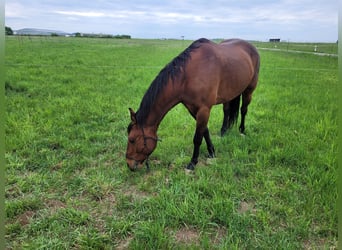 American Paint Horse, Hongre, 11 Ans, 152 cm, Bai cerise