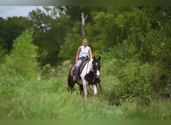 American Paint Horse, Hongre, 11 Ans, 152 cm, Pinto