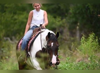 American Paint Horse, Hongre, 11 Ans, 152 cm, Pinto