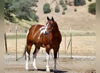 American Paint Horse, Hongre, 11 Ans, 152 cm, Tobiano-toutes couleurs
