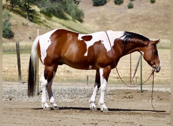 American Paint Horse, Hongre, 11 Ans, 152 cm, Tobiano-toutes couleurs