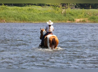 American Paint Horse, Hongre, 11 Ans, 155 cm, Pinto