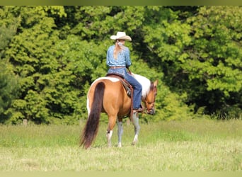 American Paint Horse, Hongre, 11 Ans, 155 cm, Pinto