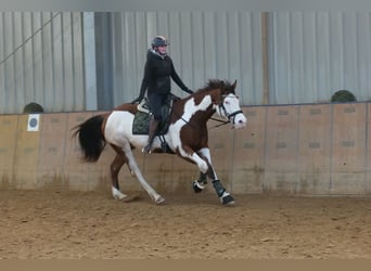 American Paint Horse, Hongre, 11 Ans, 155 cm, Pinto