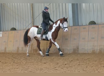 American Paint Horse, Hongre, 11 Ans, 155 cm, Pinto