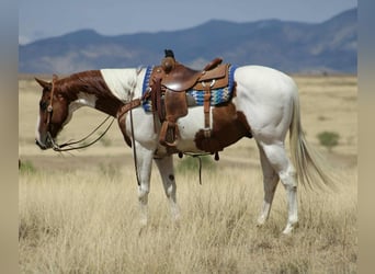 American Paint Horse, Hongre, 11 Ans, 155 cm, Tobiano-toutes couleurs