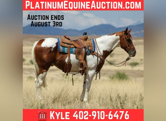American Paint Horse, Hongre, 11 Ans, 155 cm, Tobiano-toutes couleurs