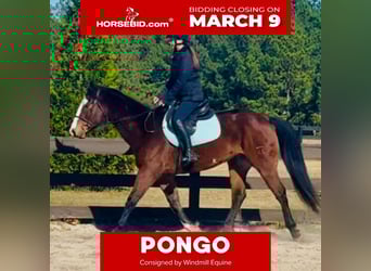 American Paint Horse, Hongre, 11 Ans, 157 cm, Bai cerise