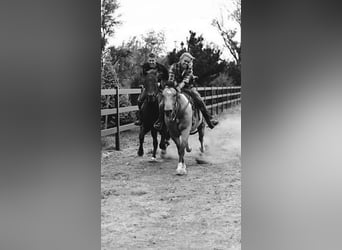 American Paint Horse, Hongre, 11 Ans, 163 cm, Buckskin
