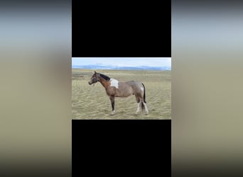 American Paint Horse, Hongre, 11 Ans, 163 cm, Buckskin