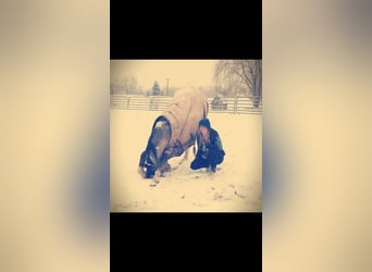 American Paint Horse, Hongre, 11 Ans, 163 cm, Buckskin
