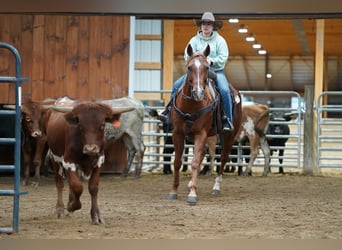 American Paint Horse, Hongre, 11 Ans, Alezan cuivré