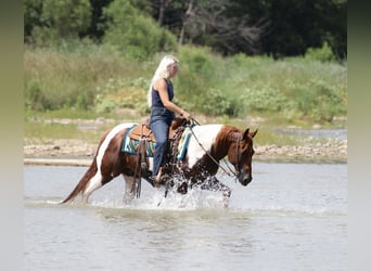 American Paint Horse, Hongre, 11 Ans, Pinto
