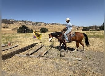 American Paint Horse, Hongre, 12 Ans, 147 cm, Overo-toutes couleurs