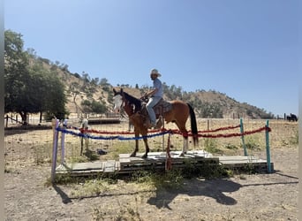 American Paint Horse, Hongre, 12 Ans, 147 cm, Overo-toutes couleurs