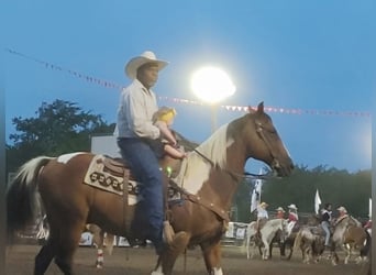 American Paint Horse, Hongre, 12 Ans, 152 cm, Pinto