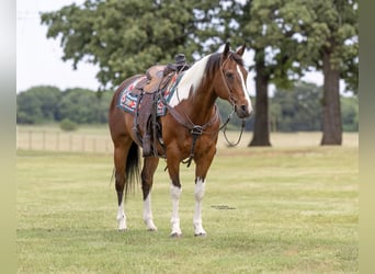 American Paint Horse, Hongre, 12 Ans, 152 cm, Pinto