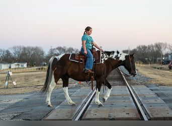 American Paint Horse, Hongre, 12 Ans, 152 cm, Pinto