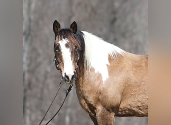 American Paint Horse, Hongre, 12 Ans, 155 cm, Buckskin