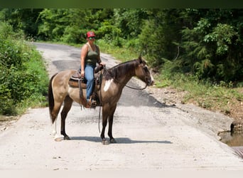 American Paint Horse, Hongre, 12 Ans, 155 cm, Grullo