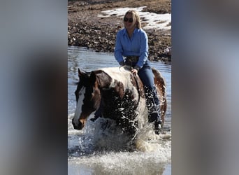 American Paint Horse, Hongre, 12 Ans, 155 cm, Pinto