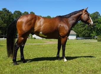 American Paint Horse, Hongre, 12 Ans, 157 cm, Overo-toutes couleurs