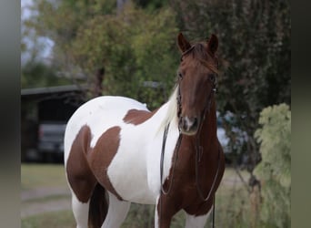 American Paint Horse, Hongre, 13 Ans, 135 cm, Alezan brûlé