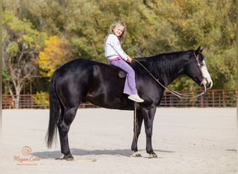 American Paint Horse, Hongre, 13 Ans, 145 cm, Noir