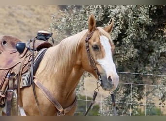 American Paint Horse, Hongre, 13 Ans, 145 cm, Overo-toutes couleurs