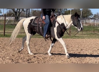 American Paint Horse, Hongre, 13 Ans, 145 cm, Tobiano-toutes couleurs