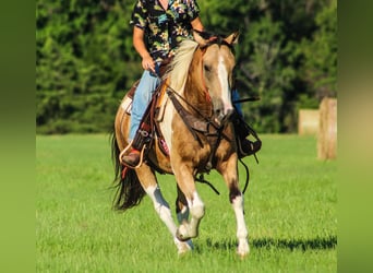 American Paint Horse, Hongre, 13 Ans, 147 cm, Buckskin