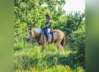 American Paint Horse, Hongre, 13 Ans, 147 cm, Buckskin