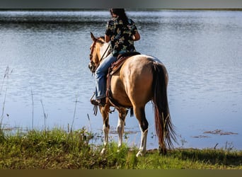American Paint Horse, Hongre, 13 Ans, 147 cm, Buckskin