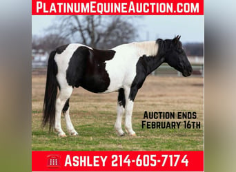 American Paint Horse, Hongre, 13 Ans, 147 cm, Tobiano-toutes couleurs