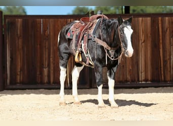 American Paint Horse, Hongre, 13 Ans, 150 cm, Noir